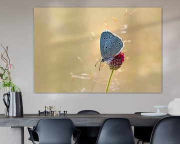 Bleu de la fleur de Pimpernel sur une grande fleur de Pimpernel. sur Frans Lemmens