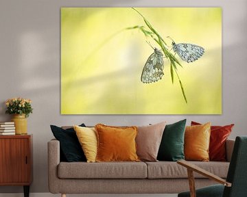 Checkerboards by Elles Rijsdijk