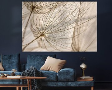 Rural natural simplicity: Drops rest in the fluff of a Tragopogon by Marjolijn van den Berg