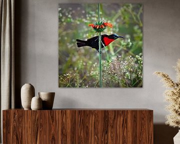 Scarlet honey sucker (honey bird) on a stem