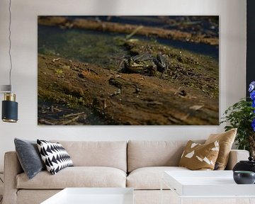 Toad by Dirk Herdramm