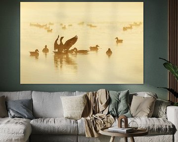 Greylag geese at sunrise.