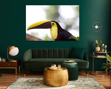 Toucan à bec jaune sur Cynthia Vaders