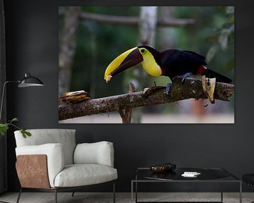 Le mangeur de bananes sur Cynthia Vaders