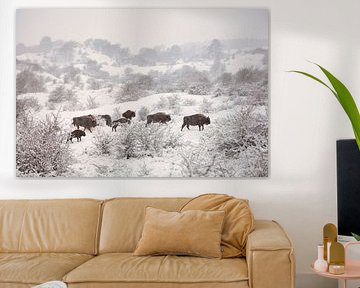 Wisents (Bison bonasus) in snowstorm.