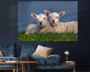 Niederlande, Texel, Zwei Lämmer.