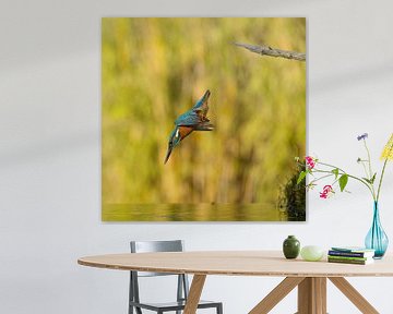 Kingfisher in flight. by Menno Schaefer