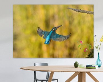 Kingfisher in flight. by Menno Schaefer