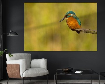 Kingfisher on a branch. by Menno Schaefer