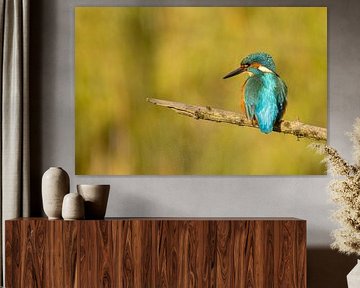 Kingfisher on a branch. by Menno Schaefer