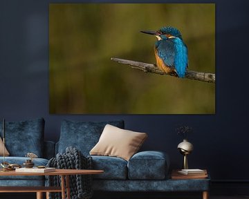 Kingfisher on a branch. by Menno Schaefer