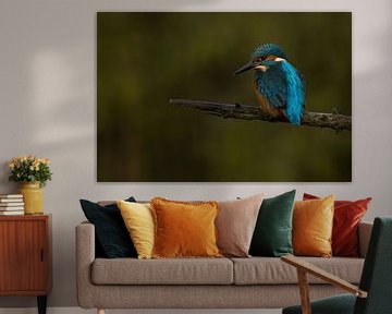 Kingfisher on a branch. by Menno Schaefer