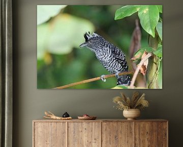 Barred Antshike by Cynthia Vaders