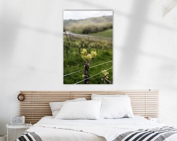 Starting green of a wine grape.