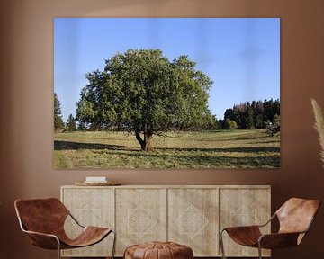 Beautiful tree on the meadows at Kreuzberg