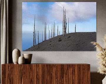 burnt trees near the Tajogaite volcano mouth by Willemijn Wolthaus