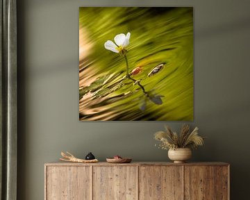 Witte bloem met groen water en goudvis von Victor van Dijk