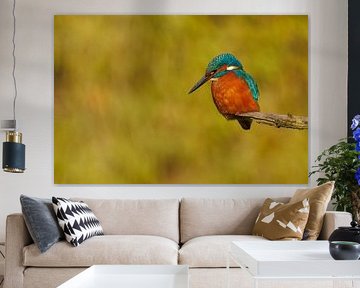 Eisvogel auf einem Ast von Dennis Schaefer