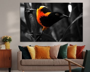 Trupial Folge 1 von Bfec.nl