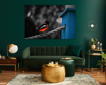 Trupial Folge 2 von Bfec.nl