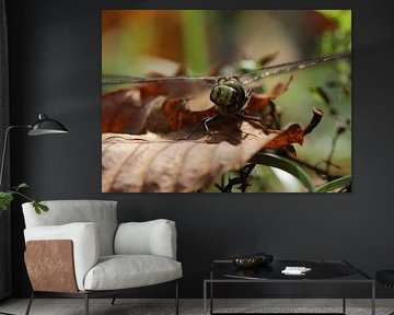 Blue-green mosaic damselfly by Matthias Brix