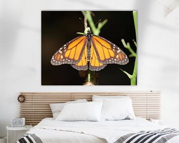 Monarch butterfly by Matthias Brix