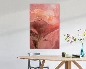 Rosa Rauchende Rose von Marjolijn van den Berg