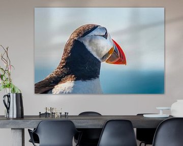 Macareux moine en gros plan