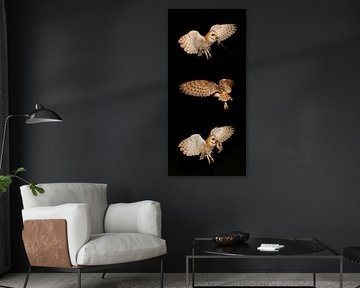 3 Nachtfotos von Schleiereule mit Beute. von Frans Lemmens