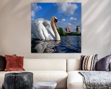 Knobbelzwaan in sloot met koeien op de achtergrond. van Frans Lemmens