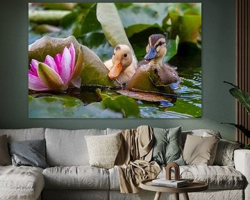 Junge Enten an der Blüte der Seerose. von Frans Lemmens