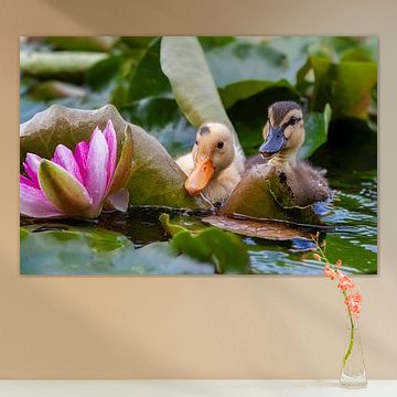Young ducks at flower of water lily.