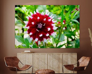 Dahlia rouge et blanc dans le vert sur Ivonne Fuhren-van de Kerkhof