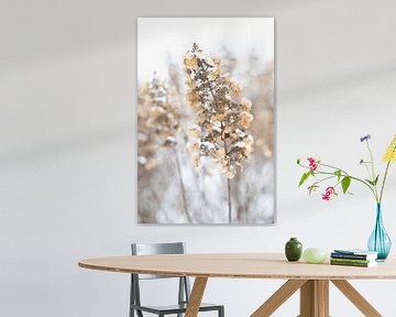 Winterbild Hortesia von picsbyronenvief