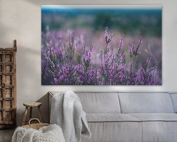 Heather blossom | Lüneburg Heath by Olliventure