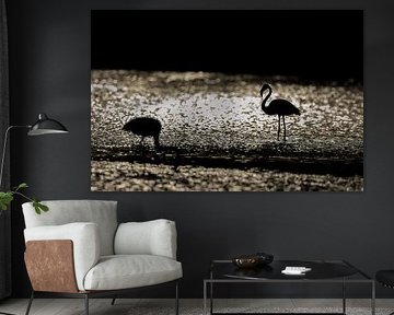 Rosaflamingos (Phoenicopterus roseus)