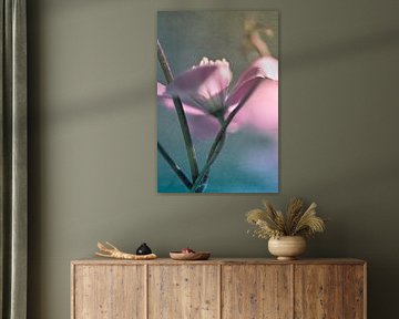 clematis by fantasina