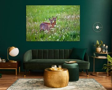 Netherlands, Kalenberg, Reebok and doe.pg by Frans Lemmens