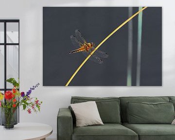 Libelle auf Stock. von Frans Lemmens