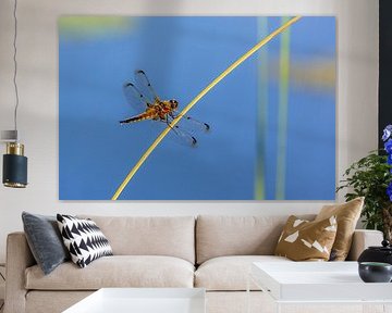 Libelle auf Stock. von Frans Lemmens