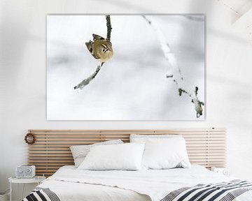 Curious goldcrest by MvL Fotografie