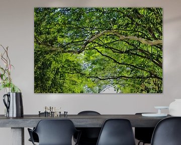 Grünes Blätterdach der Bäume