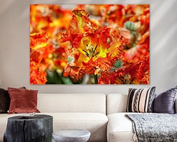 Nahaufnahme von orangefarbenen üppigen Tulpen