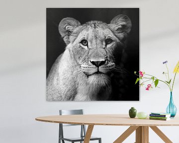 Lioness by Jannes Boonstra