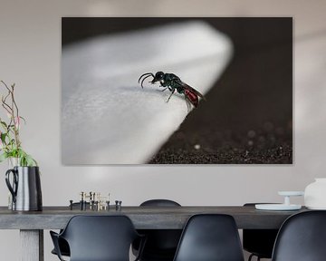 Common golden wasp by Matthias Brix