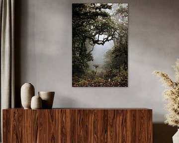 View through a misty jungle by Colinda Riemens