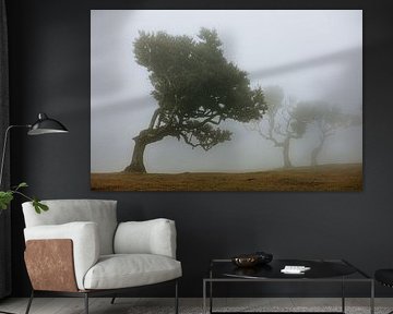 Arbres tordus dans le brouillard à Madère sur Colinda Riemens
