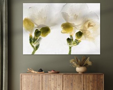 Weisse Freesien in Eis 3