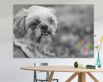 Schwarz-Weiß-Porträt eines Shih Tzu von Kristof Leffelaer
