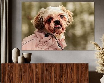 Buntes Shih Tzu Porträt im Winter von Kristof Leffelaer